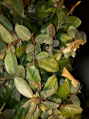 Leafs; Publicdomain; Cc0; Freeimage;.jpg