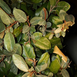 Leafs; Publicdomain; Cc0; Freeimage;