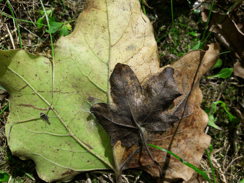 Leafs; Publicdomain; Cc0; Freeimage;.jpg