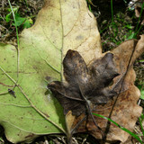 Leafs; Publicdomain; Cc0; Freeimage;