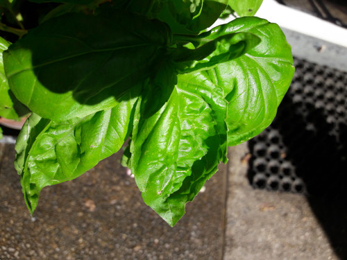 Leafs; Publicdomain; Cc0; Freeimage;.jpg