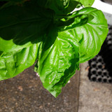 Leafs; Publicdomain; Cc0; Freeimage;