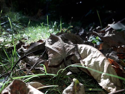 Leafs; Publicdomain; Cc0; Freeimage;.jpg