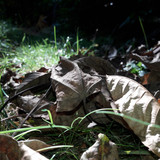 Leafs; Publicdomain; Cc0; Freeimage;