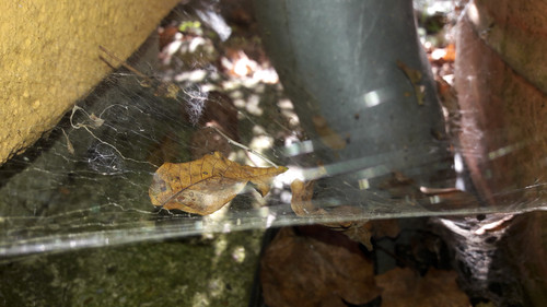 Leafs; Publicdomain; Cc0; Freeimage;.jpg