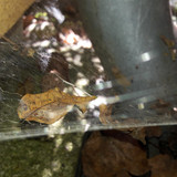 Leafs; Publicdomain; Cc0; Freeimage;