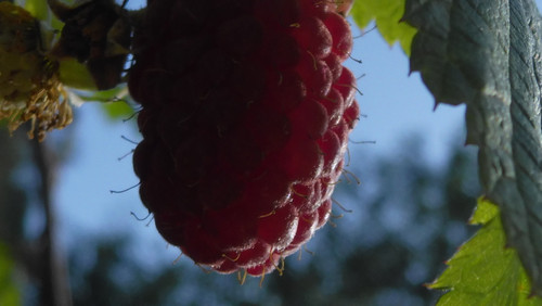 Flora Fruits Vegan Publicdomain (67).jpg