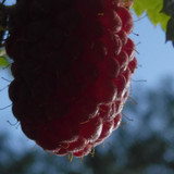 Flora Fruits Vegan Publicdomain (67)