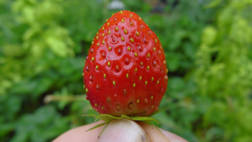 Flora Fruits Vegan Publicdomain (59).jpg