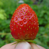 Flora Fruits Vegan Publicdomain (59)