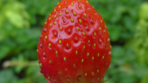 Flora Fruits Vegan Publicdomain (60).jpg