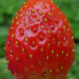 Flora Fruits Vegan Publicdomain (60)