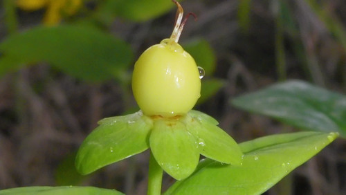 Flora Fruits Vegan Publicdomain (62).jpg