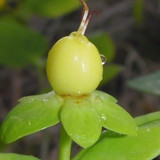 Flora Fruits Vegan Publicdomain (62)