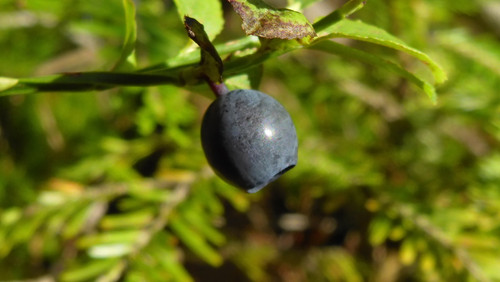 Flora Fruits Vegan Publicdomain (61).jpg