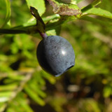 Flora Fruits Vegan Publicdomain (61)