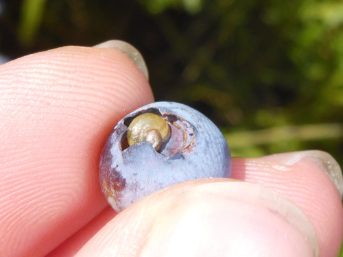 Flora Fruits Vegan Publicdomain (53).jpg