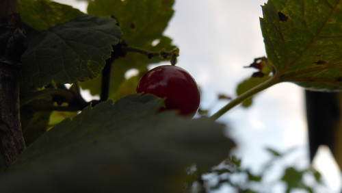 Flora Fruits Vegan Publicdomain (65).jpg