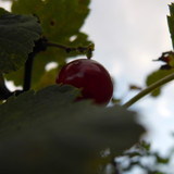 Flora Fruits Vegan Publicdomain (65)