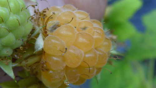 Flora Fruits Vegan Publicdomain (58).jpg