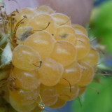 Flora Fruits Vegan Publicdomain (58)