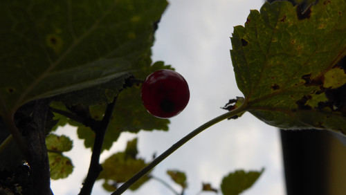 Flora Fruits Vegan Publicdomain (66).jpg