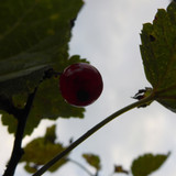 Flora Fruits Vegan Publicdomain (66)