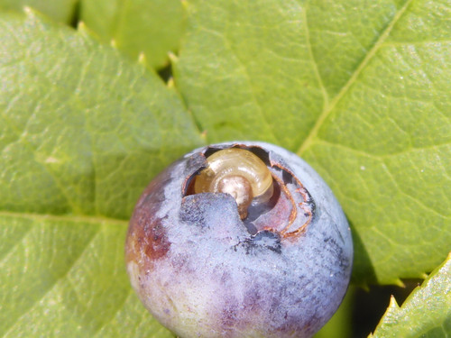 Flora Fruits Vegan Publicdomain (54).jpg