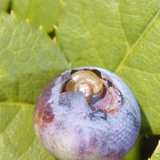 Flora Fruits Vegan Publicdomain (54)