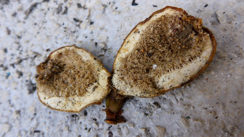 Flora Fruits Vegan Publicdomain (57).jpg