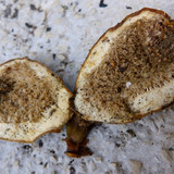 Flora Fruits Vegan Publicdomain (57)