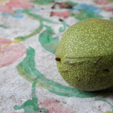 Flora Nuts Publicdomain (25)