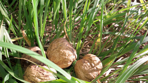 Nuts In Grass.jpg