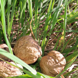 Nuts In Grass
