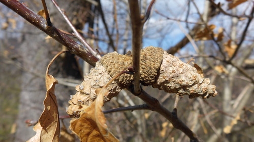 Flora Nuts Publicdomain (29).jpg