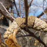 Flora Nuts Publicdomain (29)