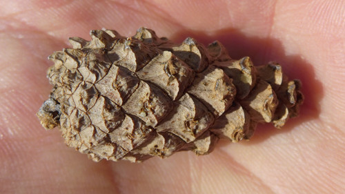 Flora Nuts Publicdomain (27).jpg