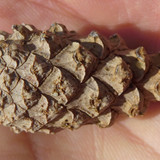 Flora Nuts Publicdomain (27)