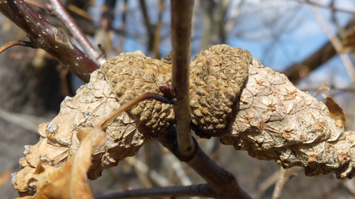 Flora Nuts Publicdomain (30).jpg