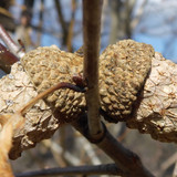 Flora Nuts Publicdomain (30)