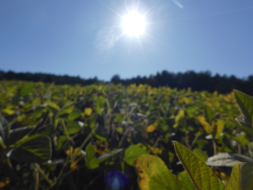 Fields; Publicdomain; Cc0; Freeimage;.jpg