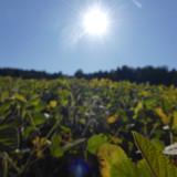 Fields; Publicdomain; Cc0; Freeimage;