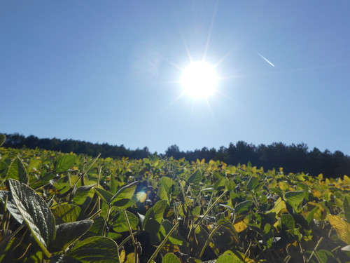 Fields; Publicdomain; Cc0; Freeimage;.jpg