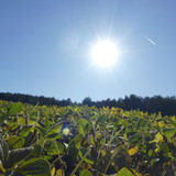 Fields; Publicdomain; Cc0; Freeimage;