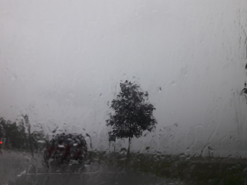 Tree; Publicdomain; Cc0; Freeimage;.jpg