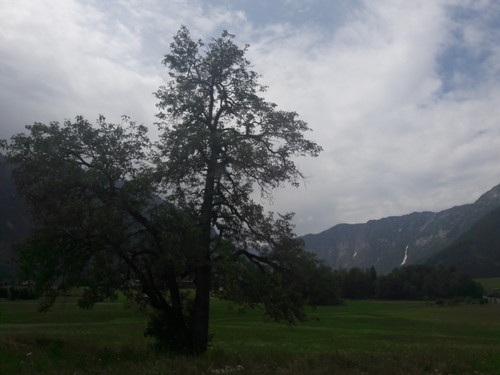 Tree; Publicdomain; Cc0; Freeimage;.jpg