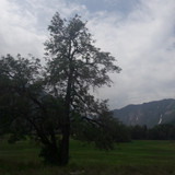 Tree; Publicdomain; Cc0; Freeimage;