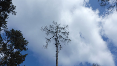 Tree; Publicdomain; Cc0; Freeimage;.jpg