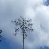 Tree; Publicdomain; Cc0; Freeimage;