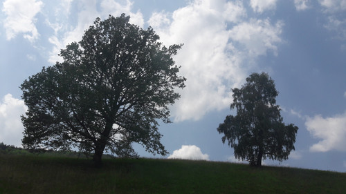 Tree; Publicdomain; Cc0; Freeimage;.jpg